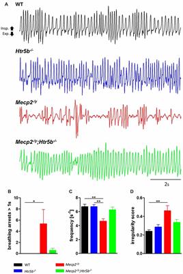 Persistent Expression of Serotonin Receptor 5b Alters Breathing Behavior in Male MeCP2 Knockout Mice